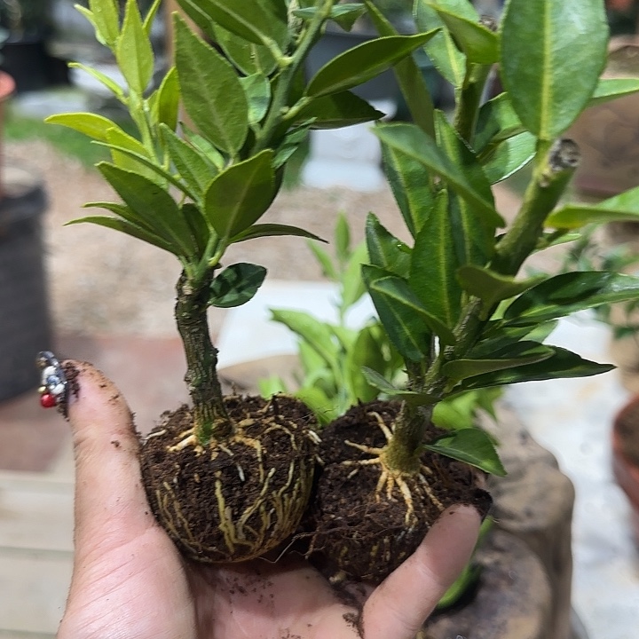 蟋***花直播间八房柑一物一拍