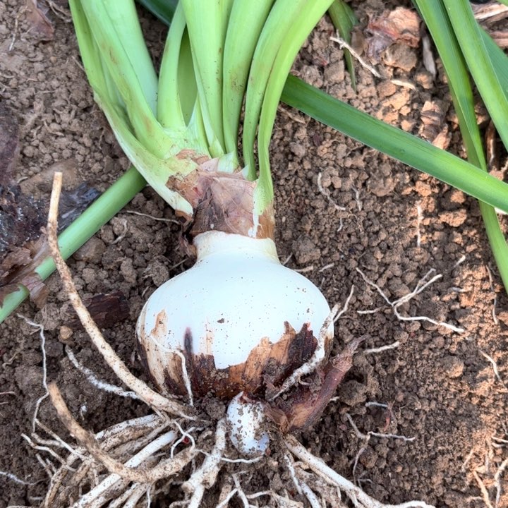 无花朵紫**凉贵妇包对版9742