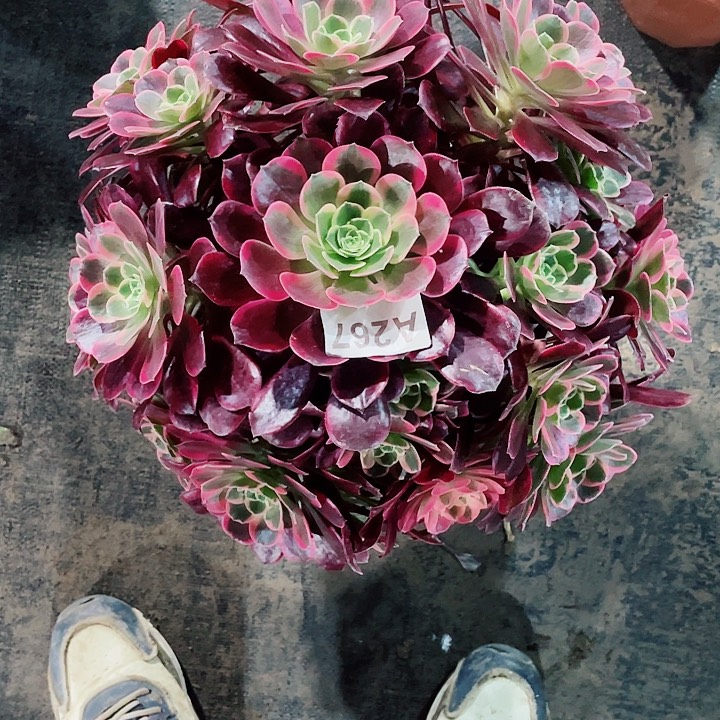 小***.多肉金丝麻雀法师锦267