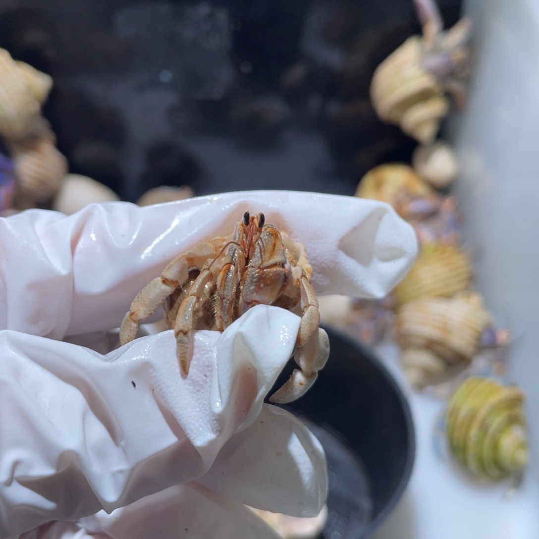 Q3紫陆蓝桔色1.4口再生尖尖