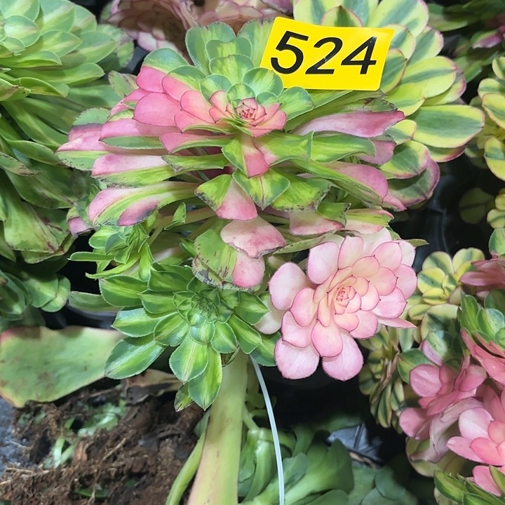 多肉植物知否524