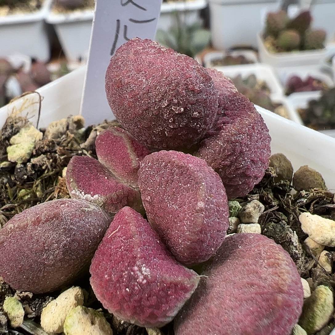 茶 夏娃多肉水泡植物