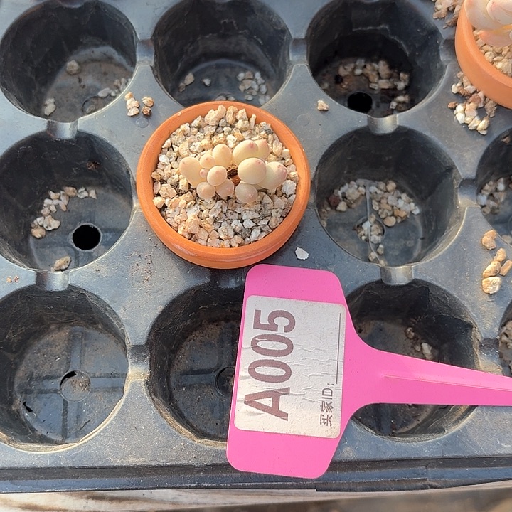 仙**、x b z z v b g d t 005