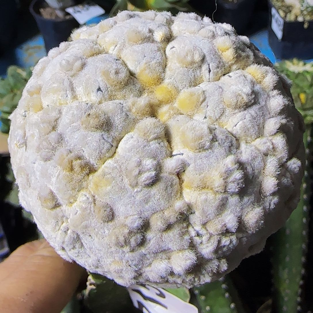 高绒浓白兜715仙人球