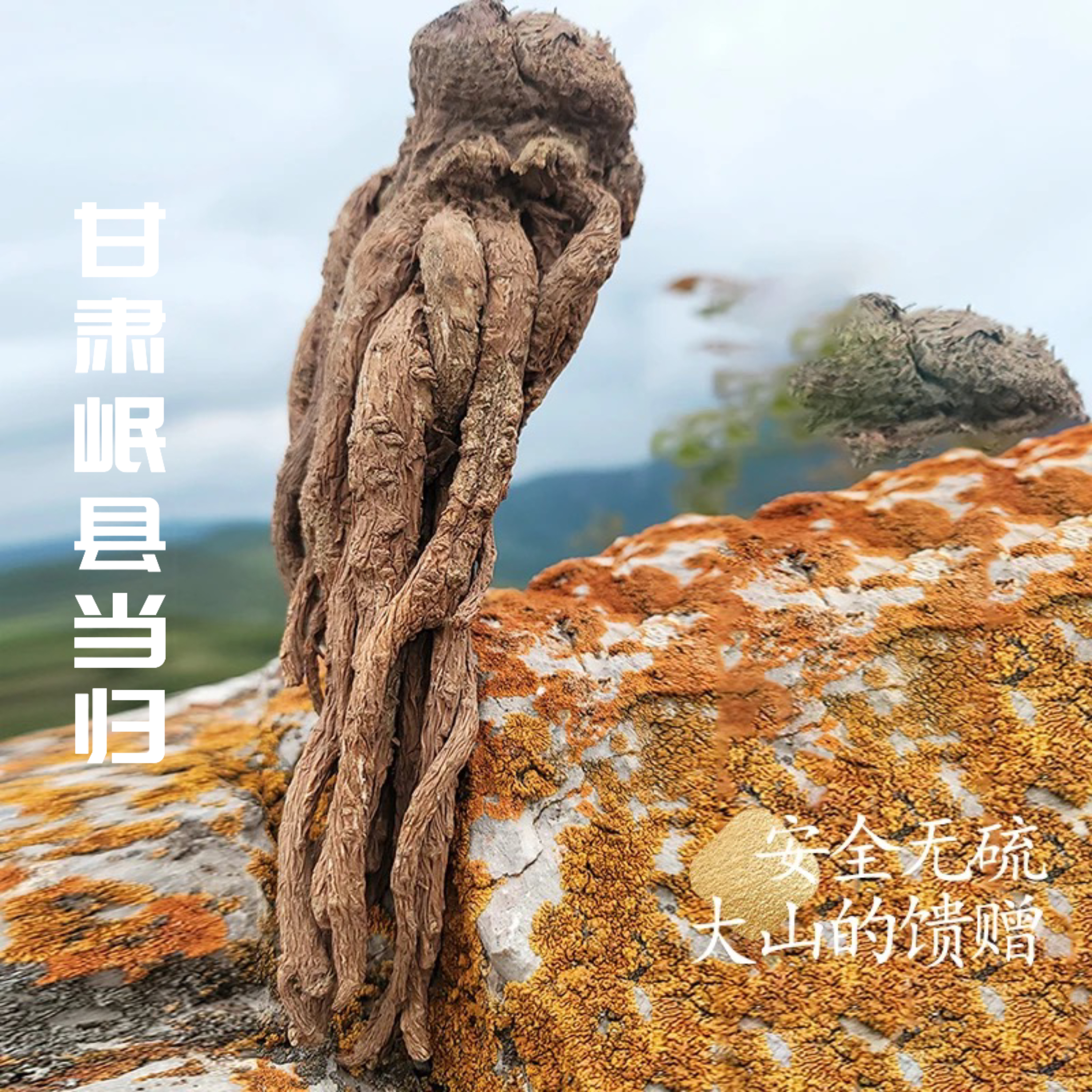 甘肃岷县原产地优质当归新货无硫可煮水泡水煲汤炖肉