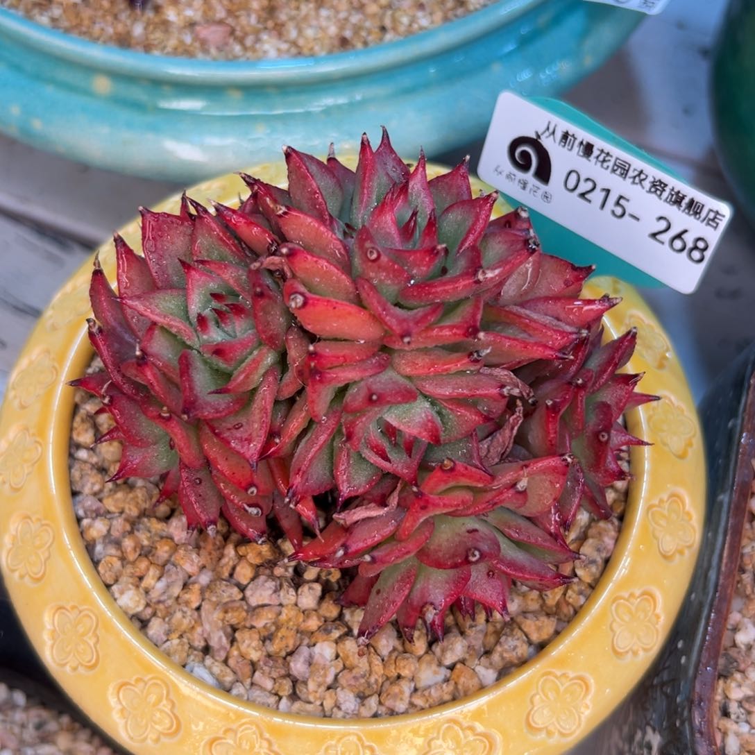 多肉一物一拍0214-268