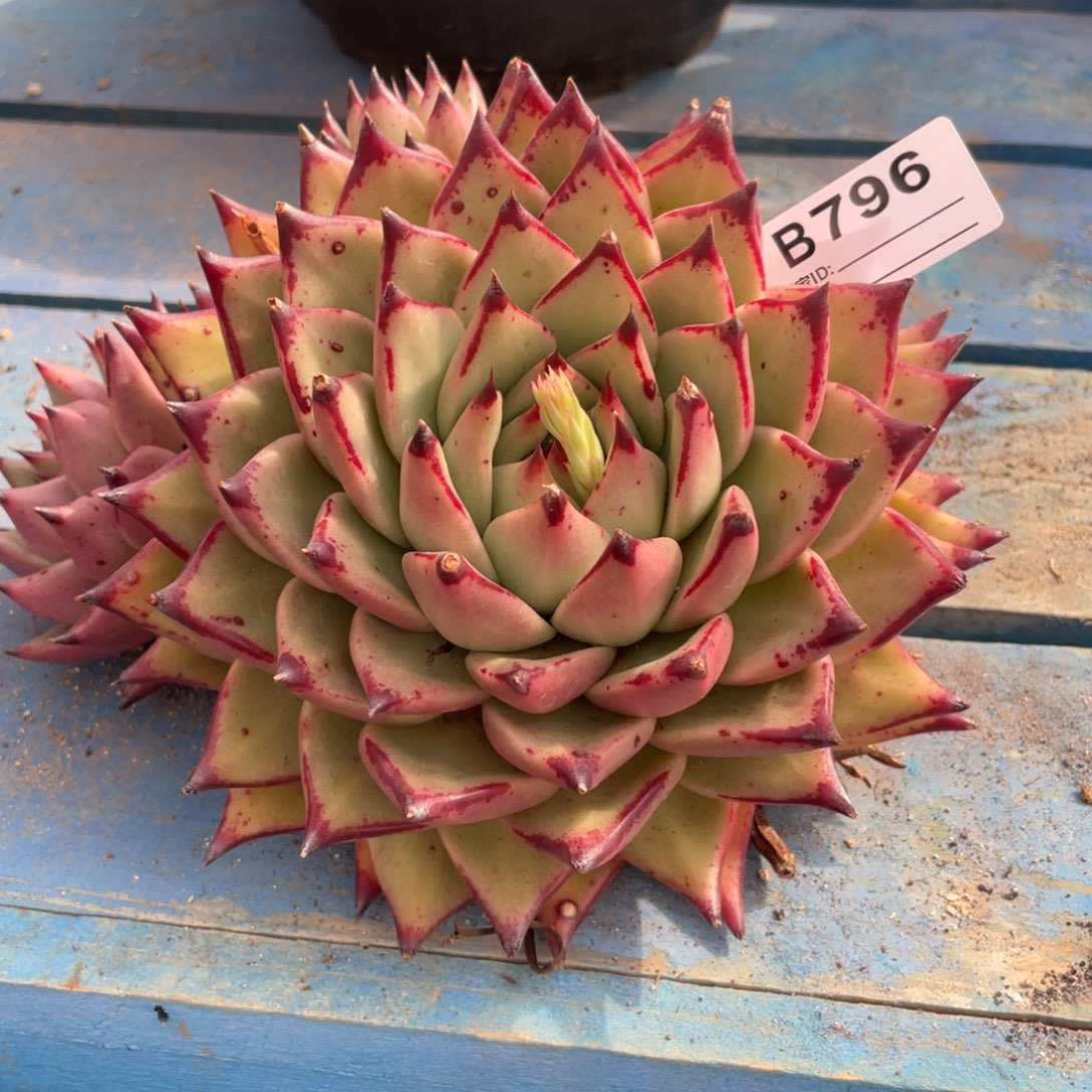 无花朵若如东云组拍B796
