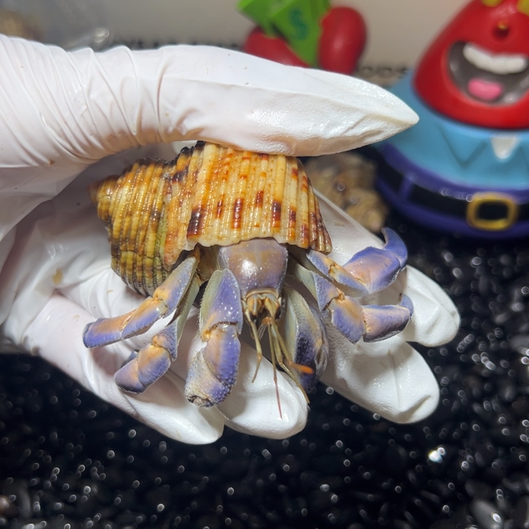 早***早早早专拍口径2.8口