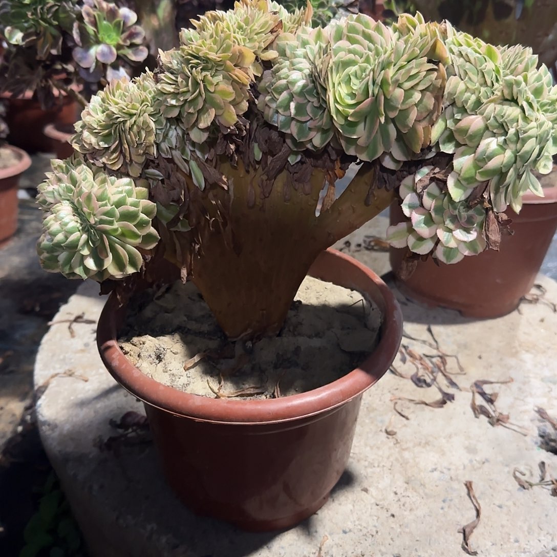 凤***进倾城缀话脱土发货