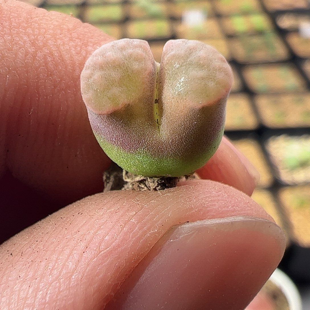 0000870 一物一拍Banke