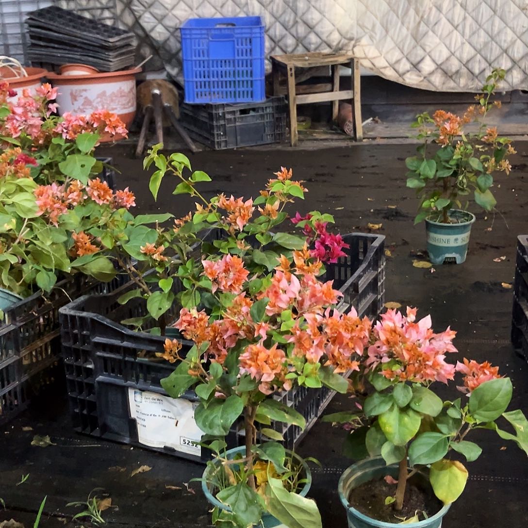 完全开放重瓣橙掌中宝一颗