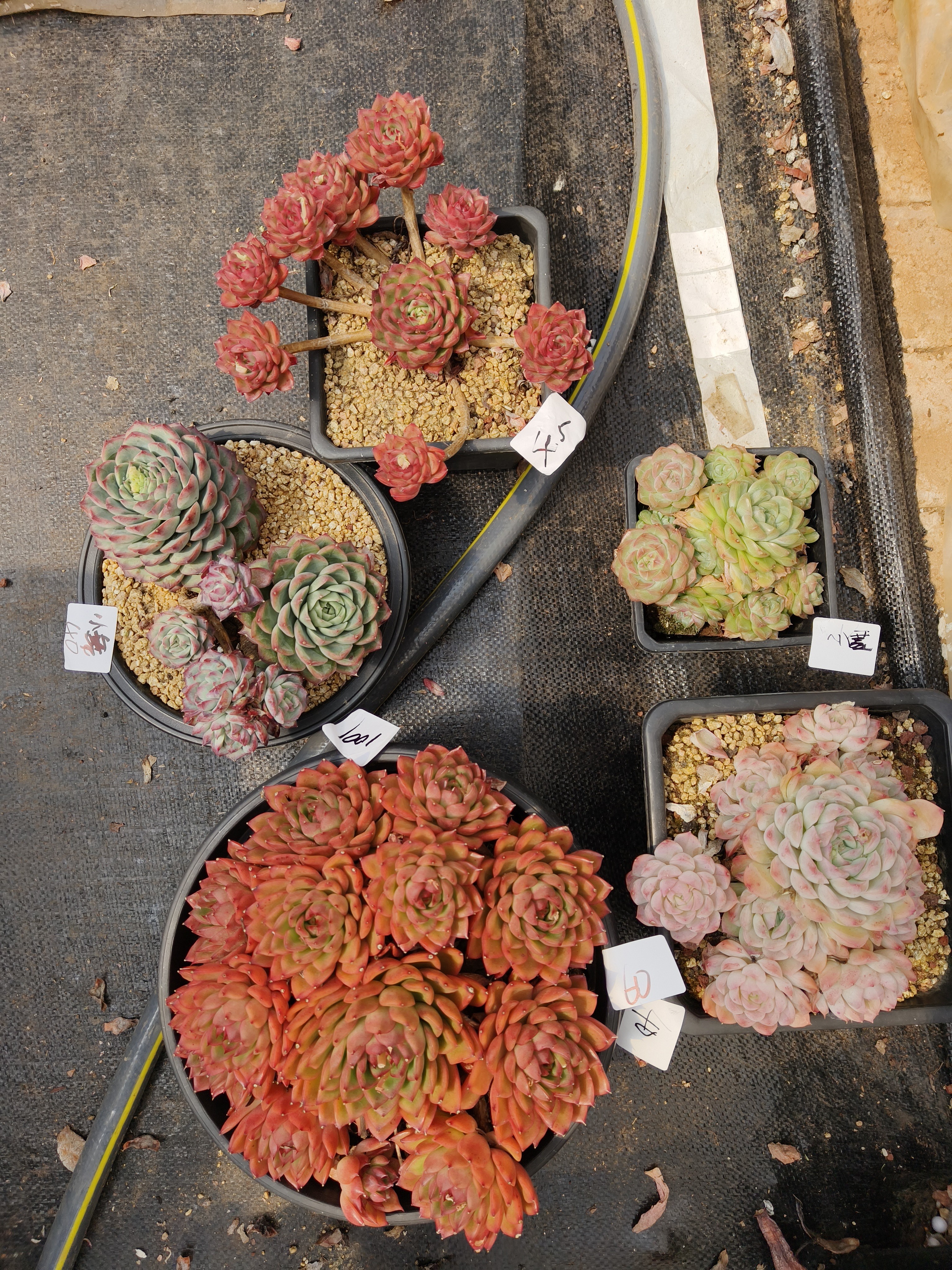 1001花掌柜精品杂交多肉5盆不包掉头