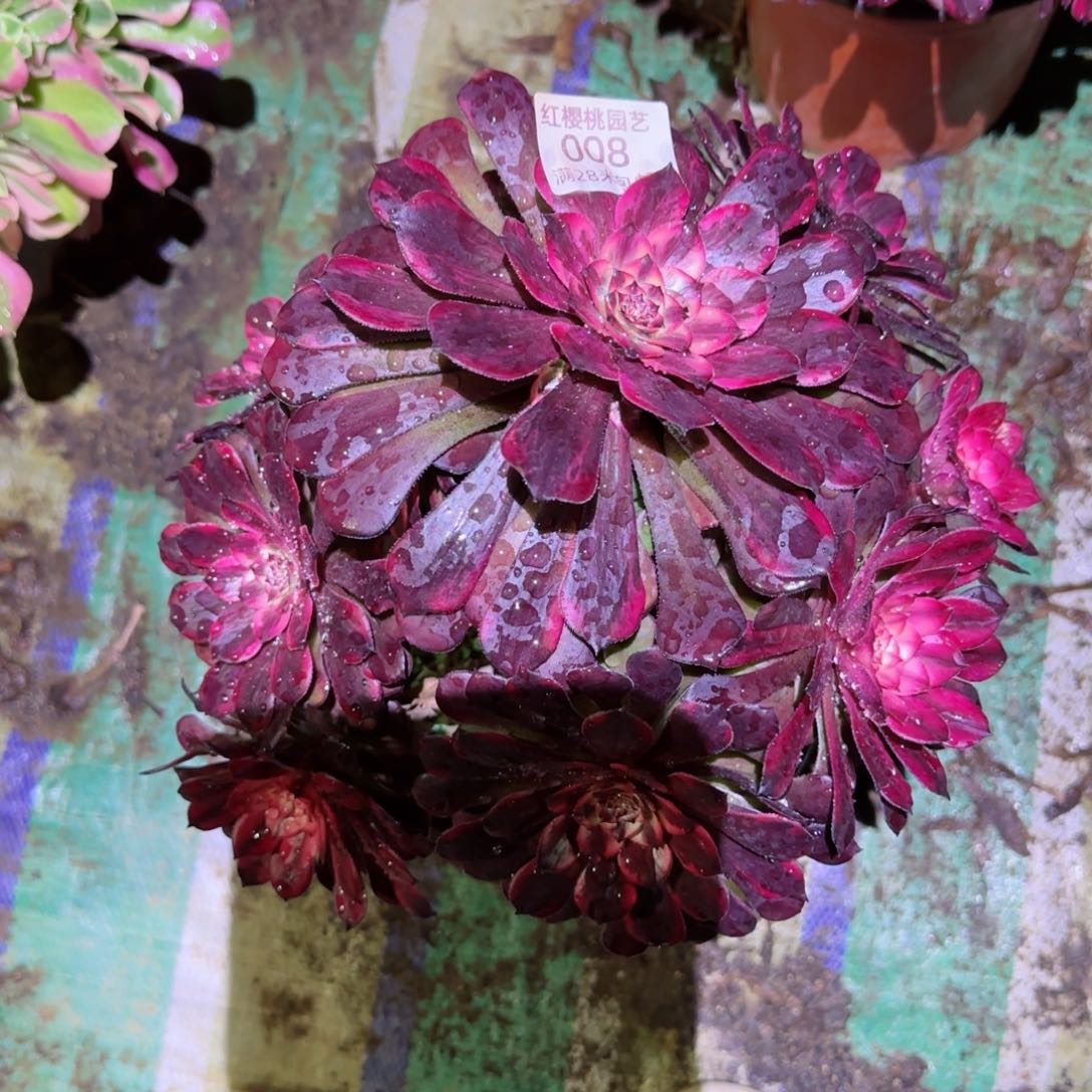 颜花法师多肉008