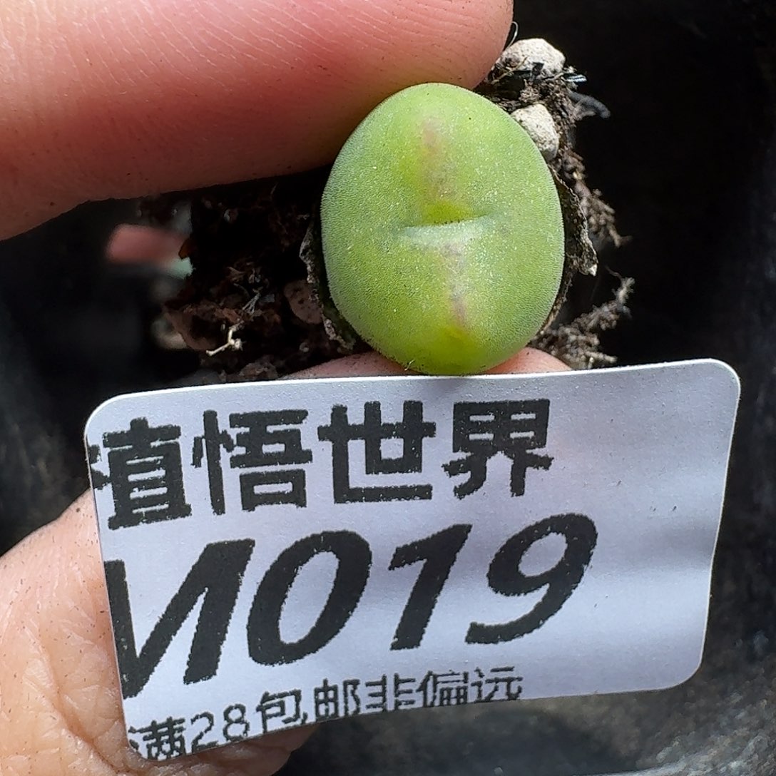 多肉植物的润泽fgh