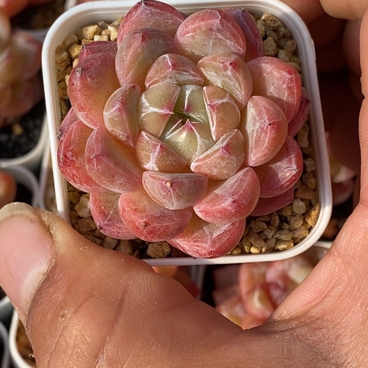 天官赐福百无禁忌