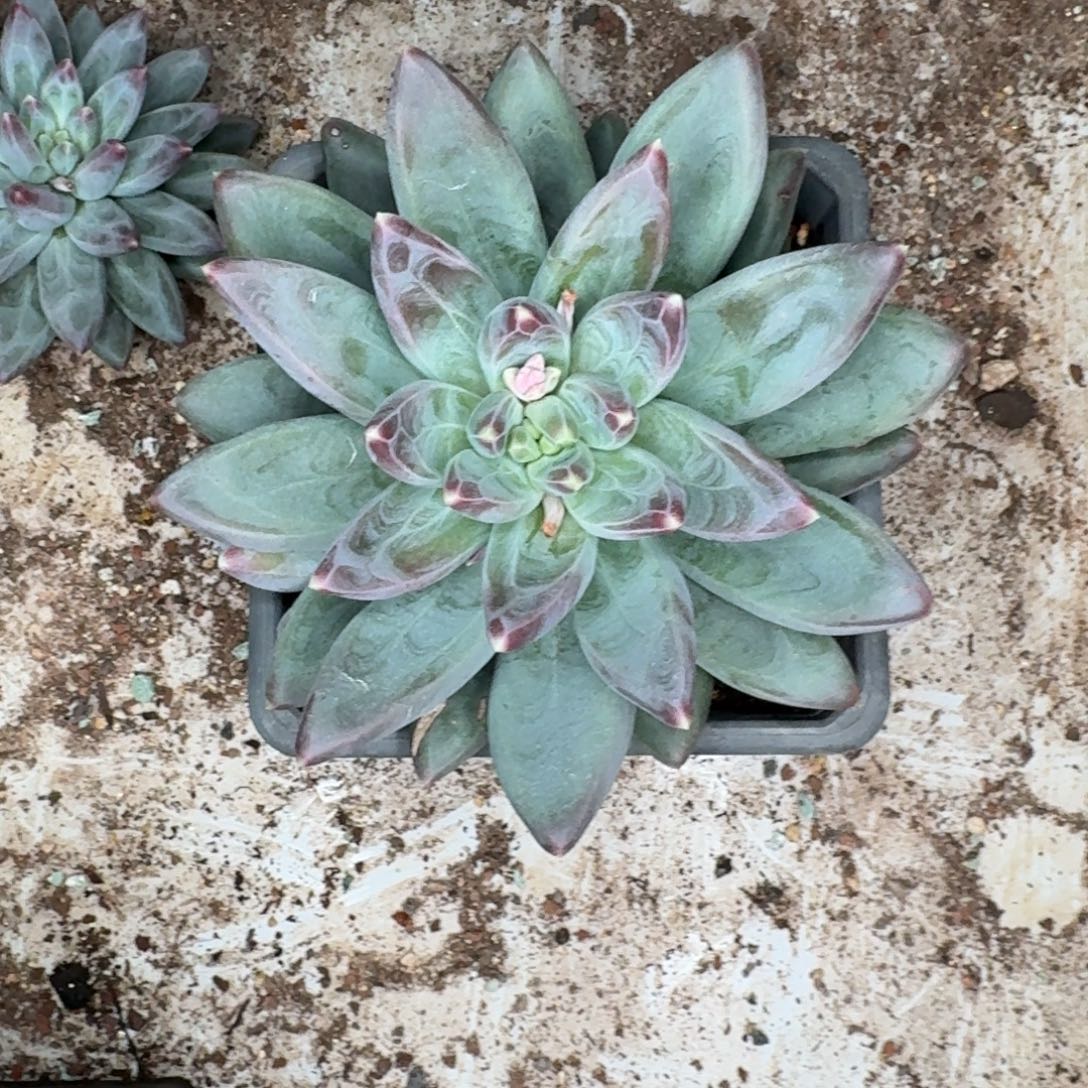 *****啊啊啊啊啊啊啊啊啊啊