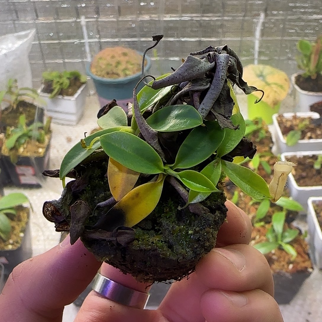 无花朵专拍风铃猪笼草