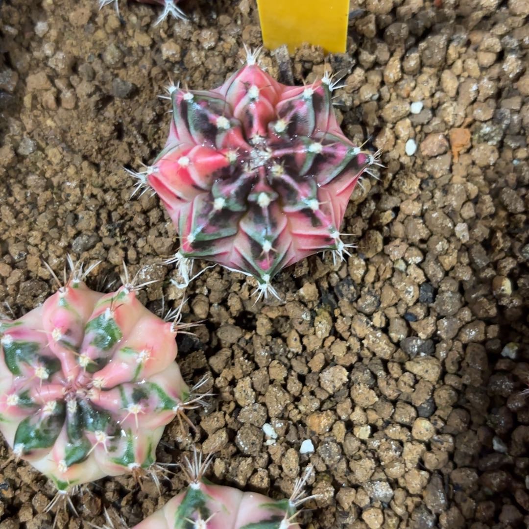 169-1124泰国发货多肉