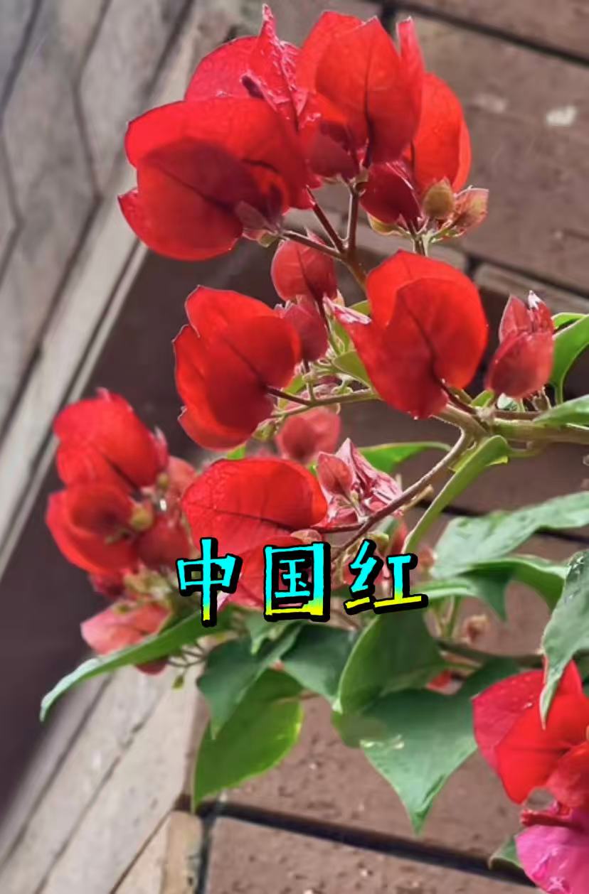 【中国红】三角梅 四季阳台庭院可垂丝勤花不带花