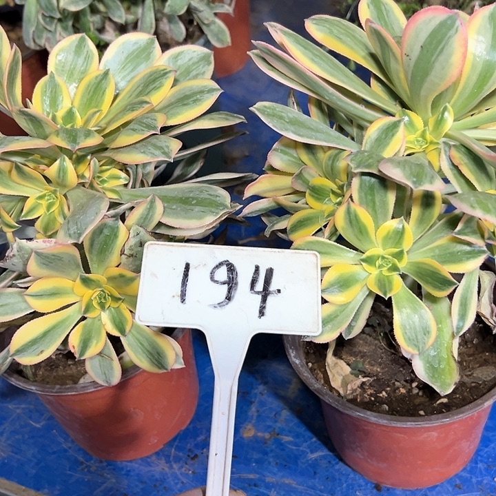 多肉植物组合2个