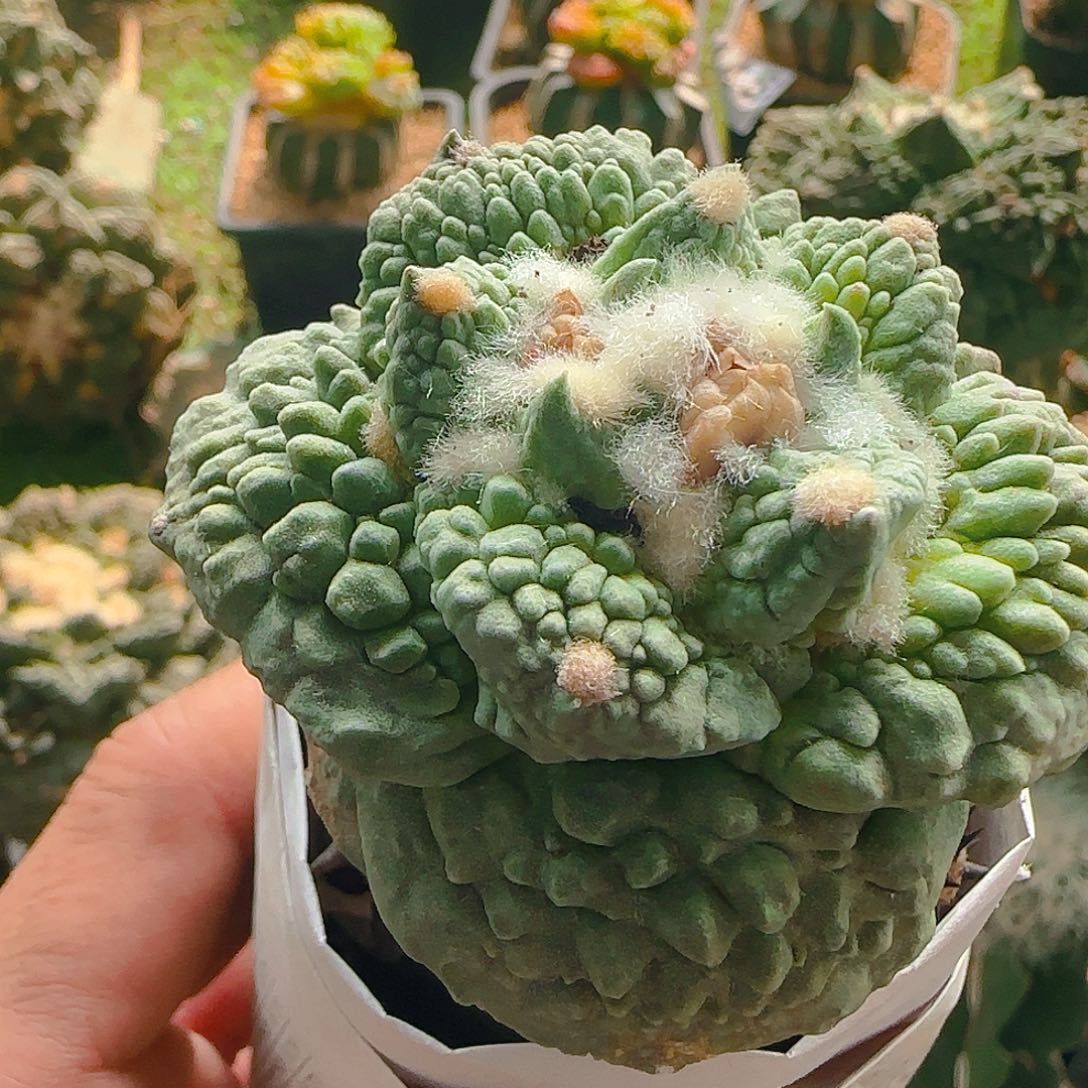 大尤梦幻怒涛357