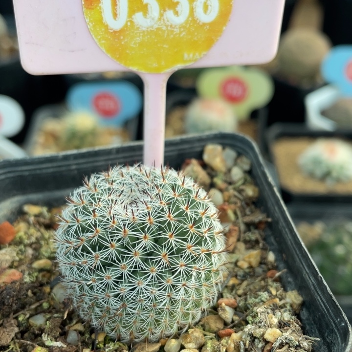 实生峦山颜03380000000