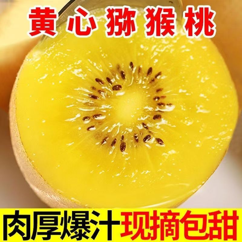 江西奉新黄心金奇异果猕猴桃果园直发当季新鲜水果现摘发香甜多汁