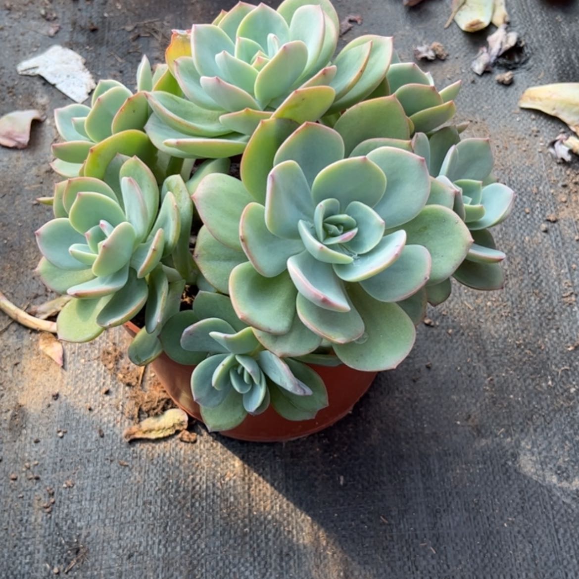 【闪购商品】无花朵伊***艺