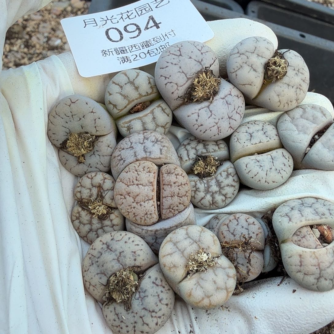 是的呀哈哈好棒好094这个