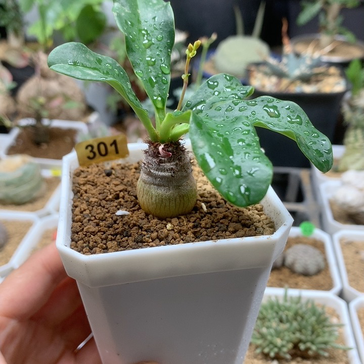 象鼻大戟母本带盆301