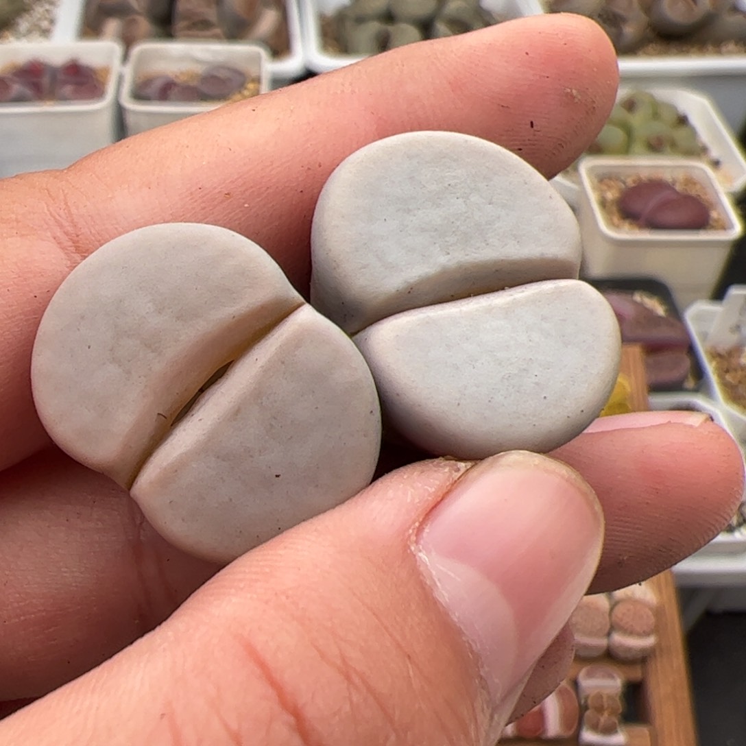 请****尼095号白曲*2 多肉植物