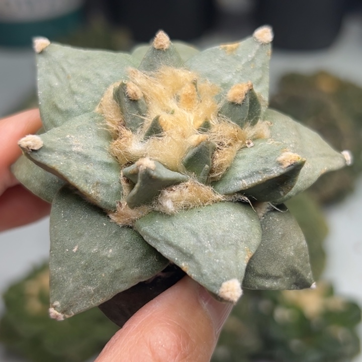 84 有根 仙人球的故事