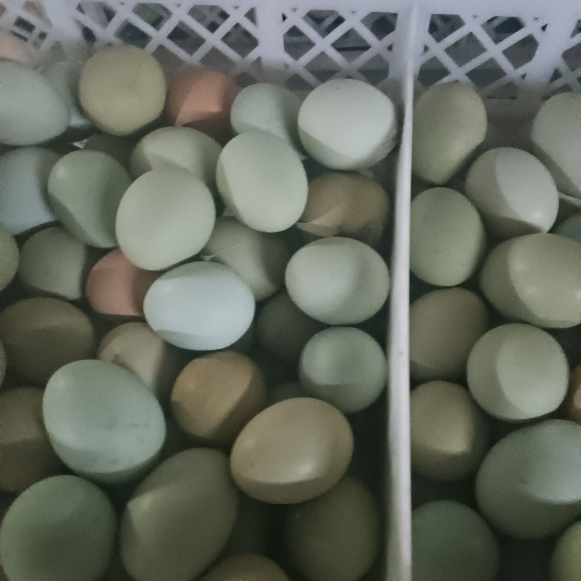 芦花鸡蛋 可食用