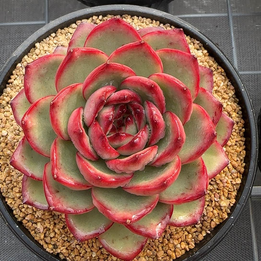 从前慢花园精选万宝龙