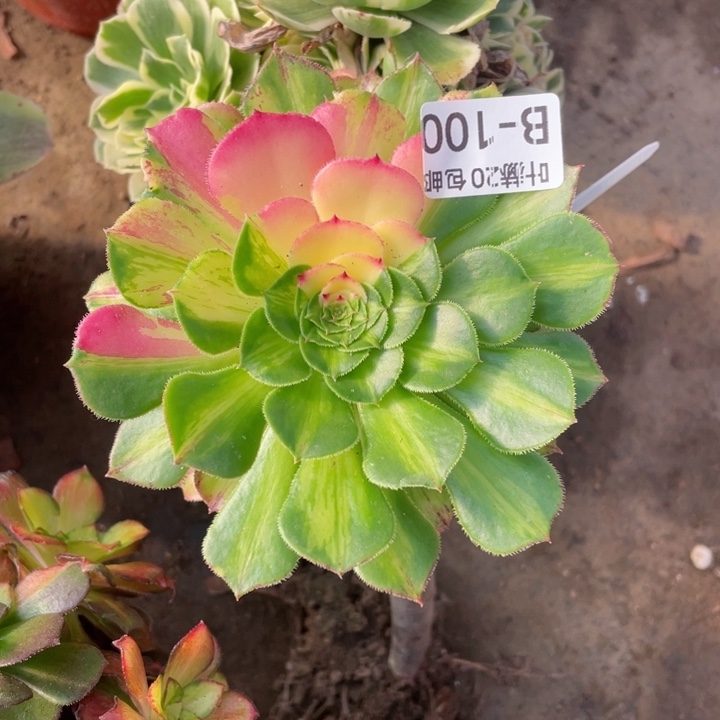 100知否嫁接多肉123456789