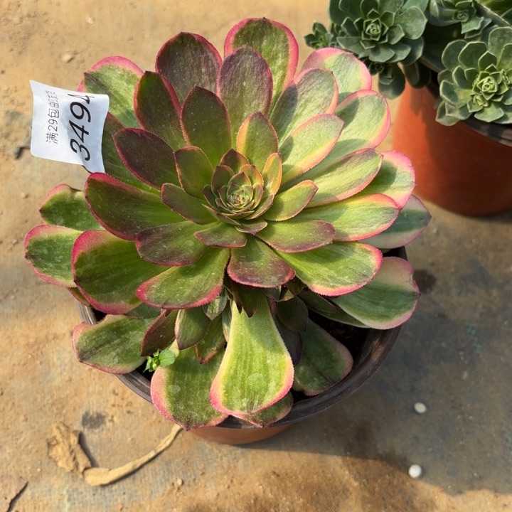 半夏多肉法师3494