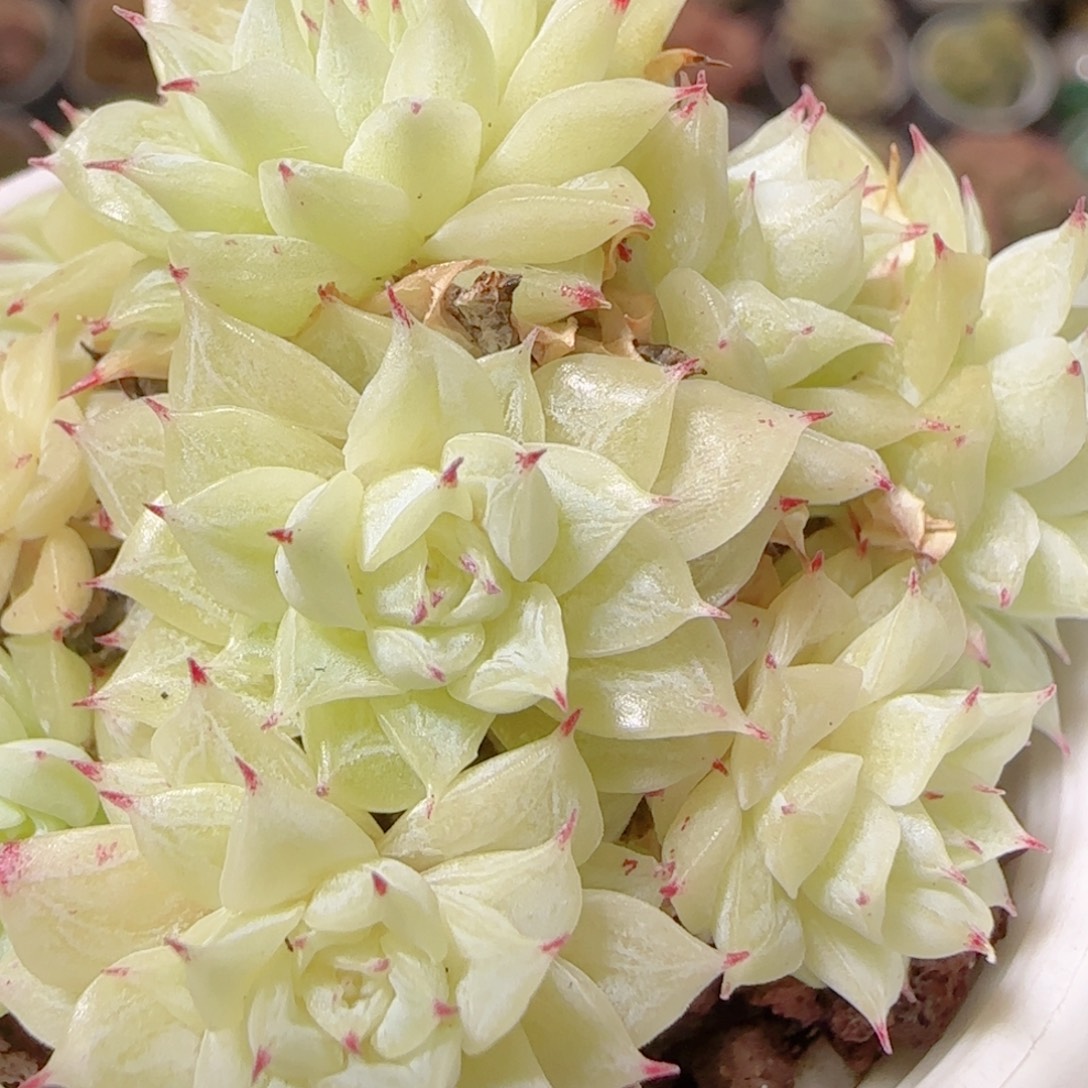 花语逸镜1129-91散