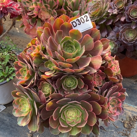 雅典娜多肉植物法师