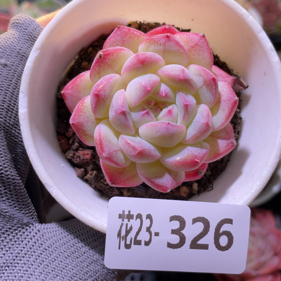 花利美23-326白桃汽水