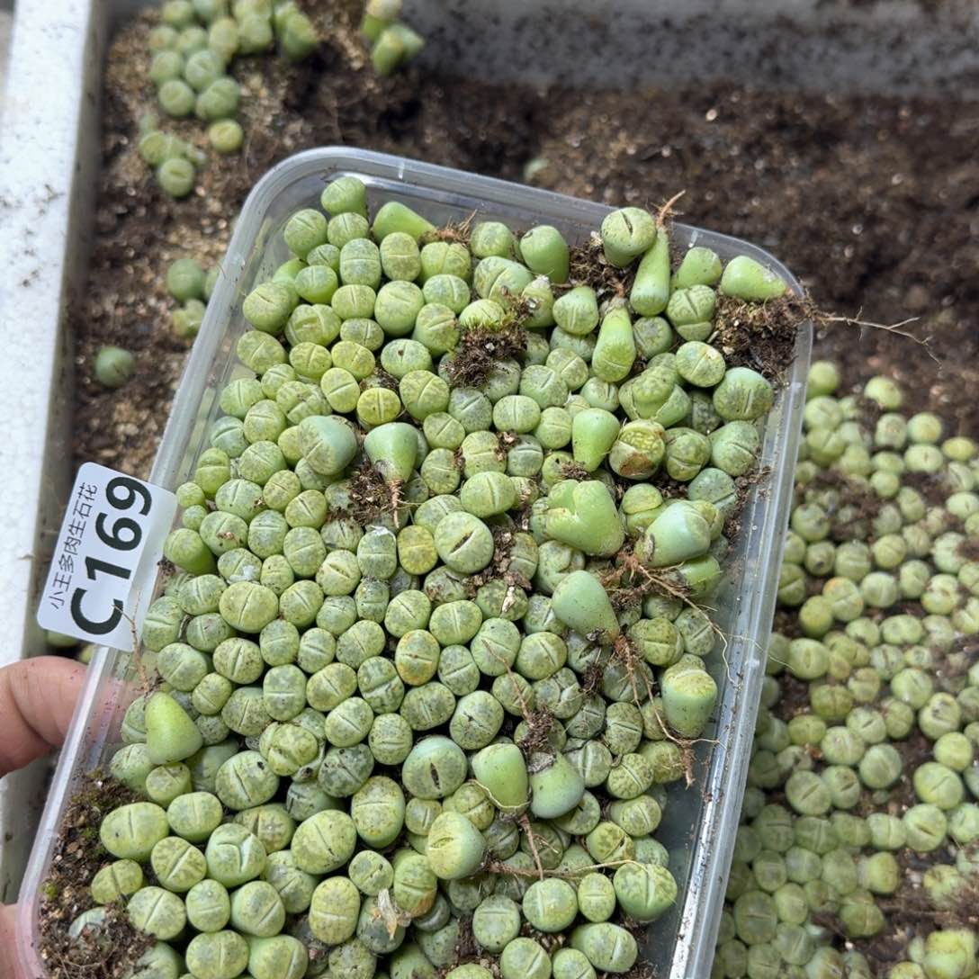 C169 绿朱玄一大盒