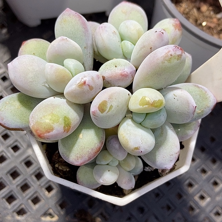 多肉植物雪美人905多肉