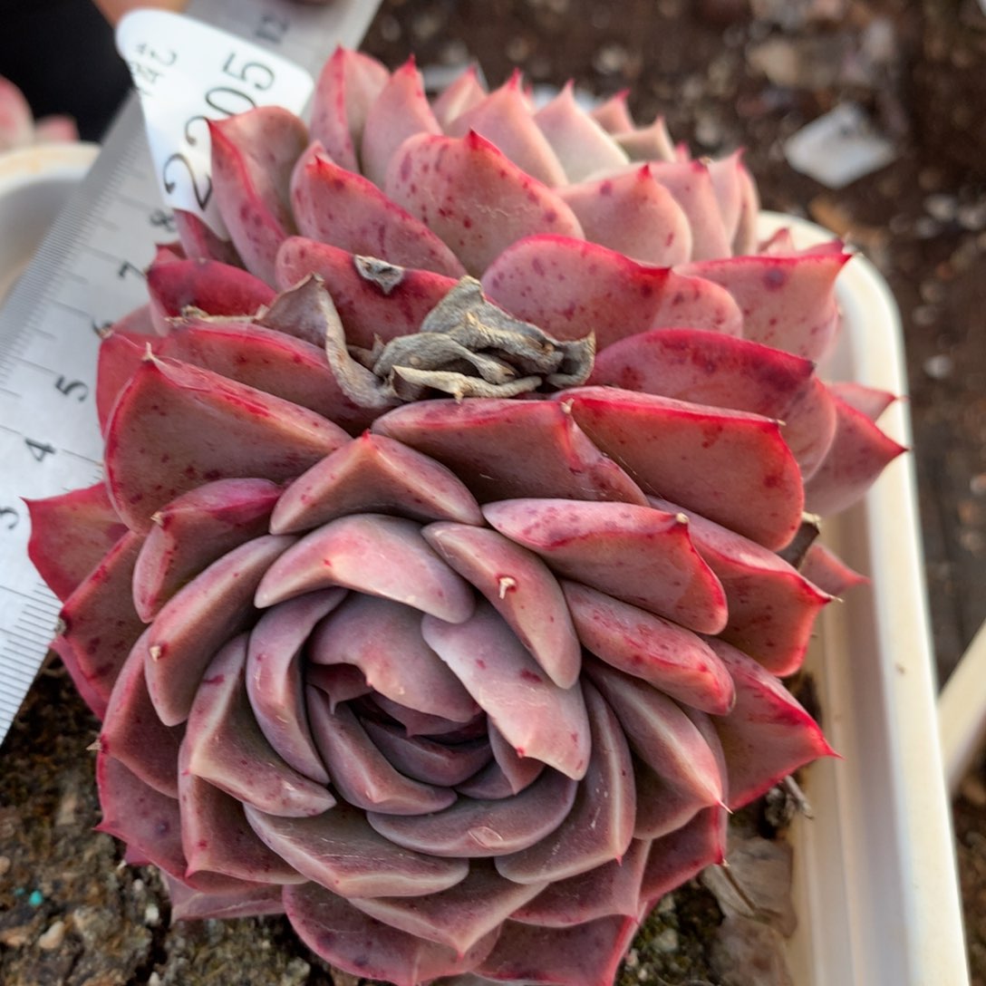 2205新年快乐发发发