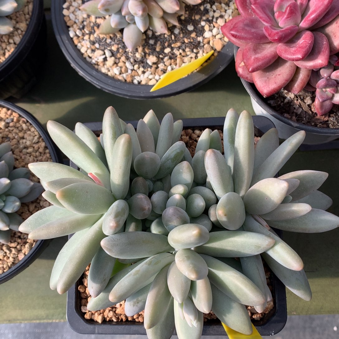 企鹅 多头 一颗       