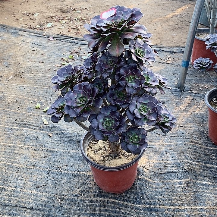 29，晚霞多肉法师多肉法师