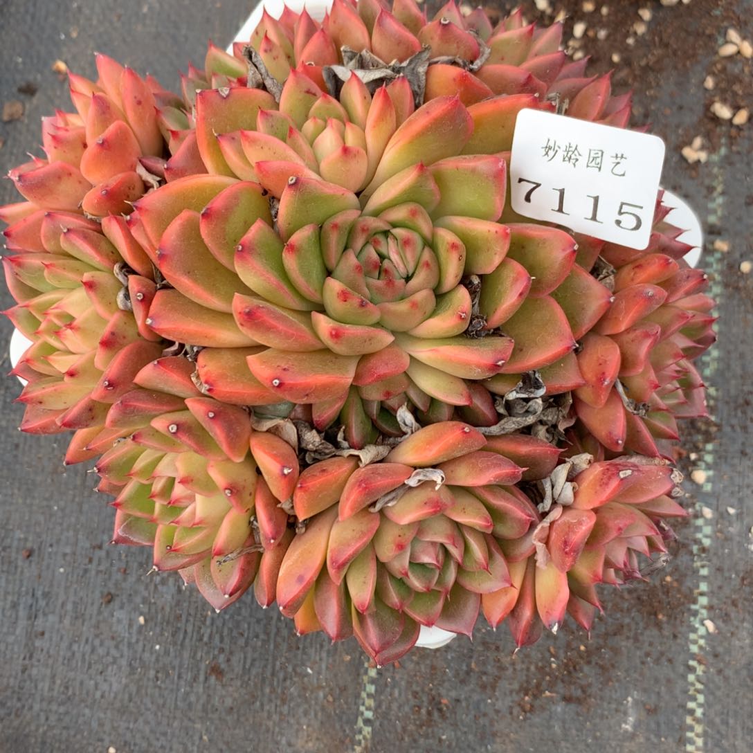 7115杂交多肉老庄