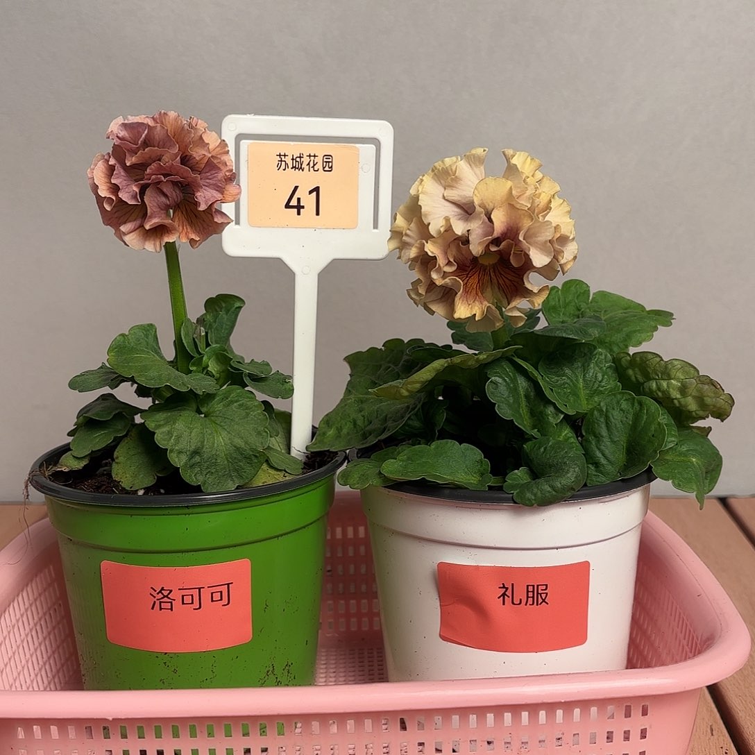 大部分开放少量花苞41