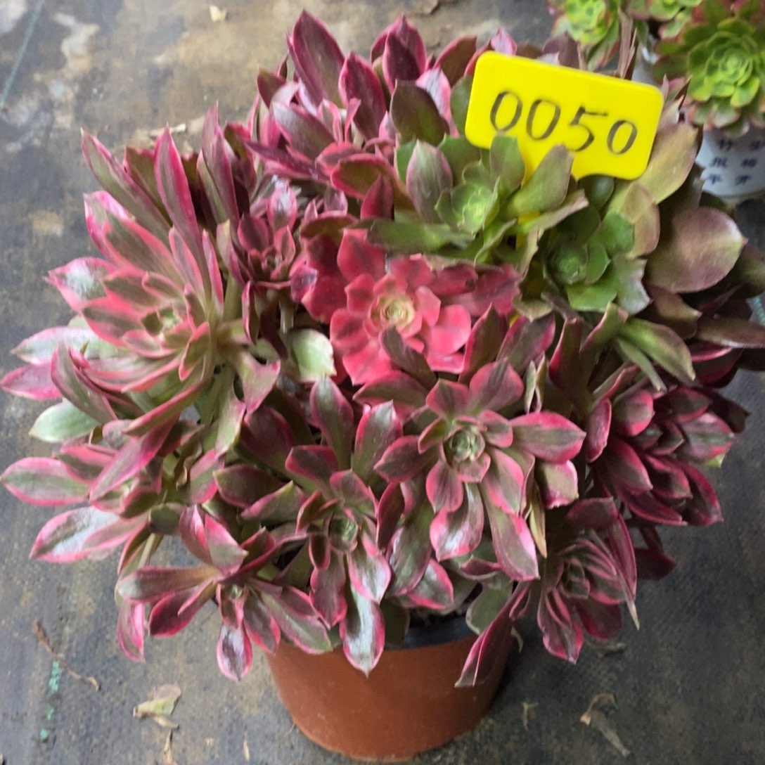 红陶0050浣纱一物一拍