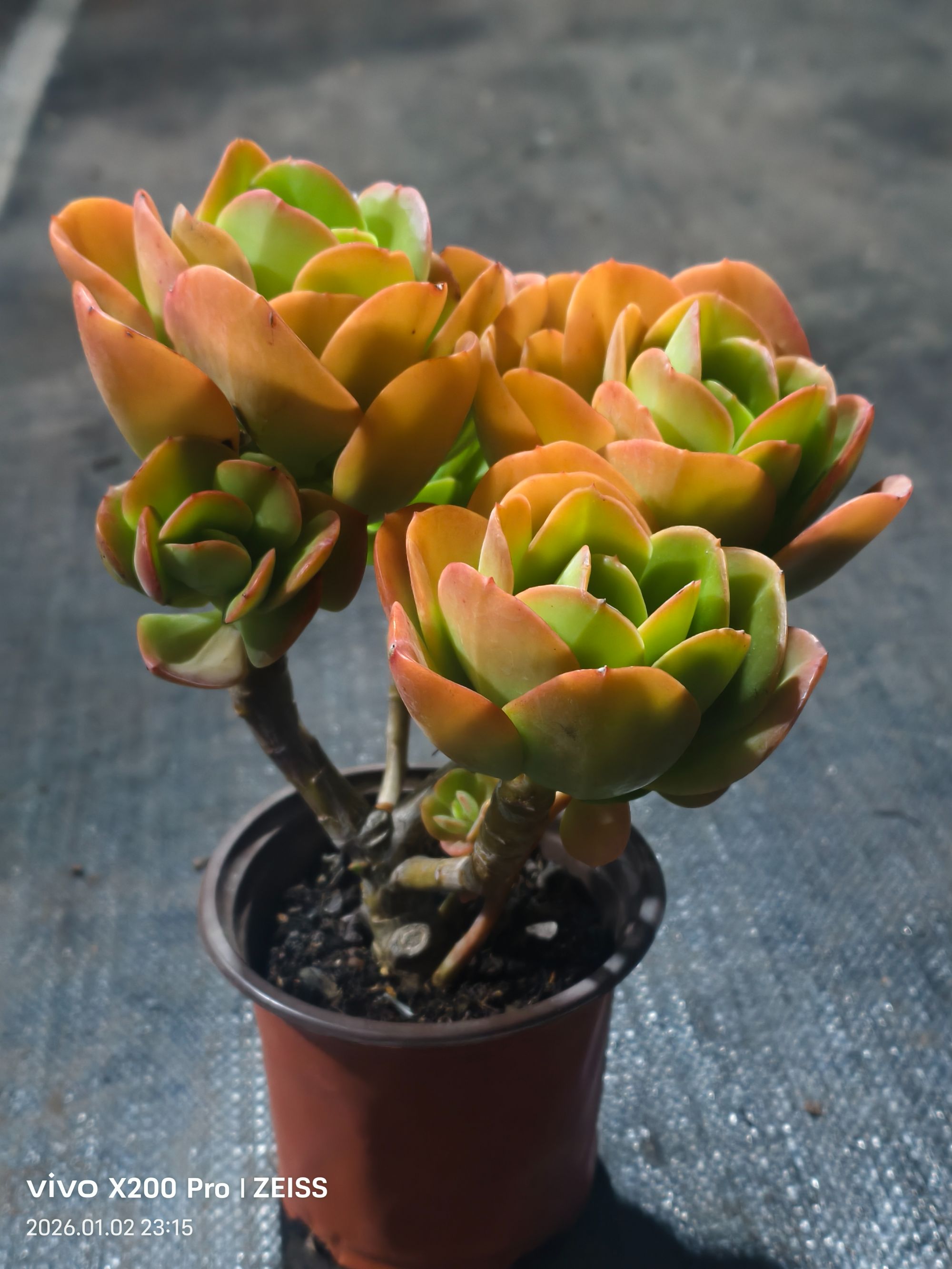 精品多肉   红梅