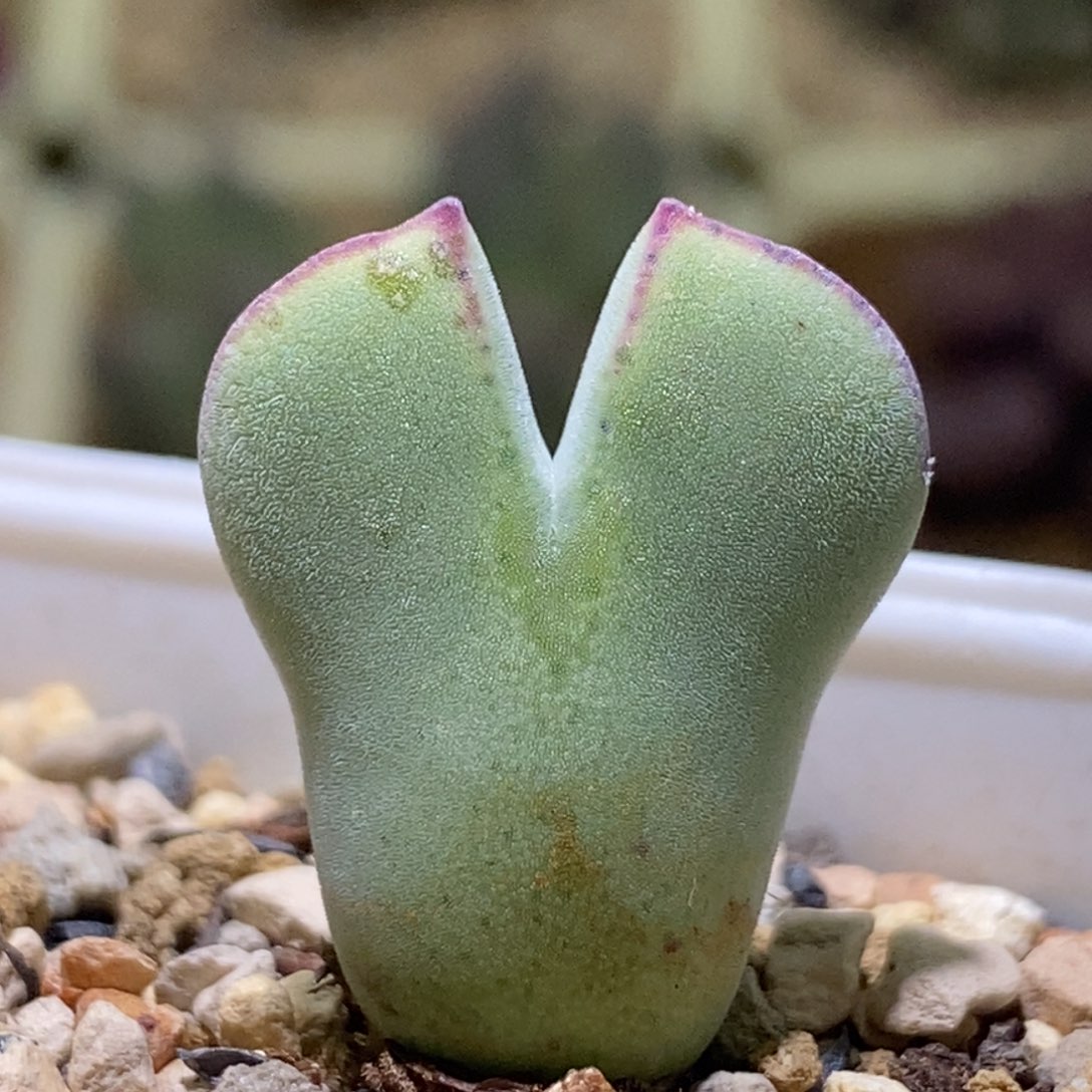 好看的毛将毛爱心