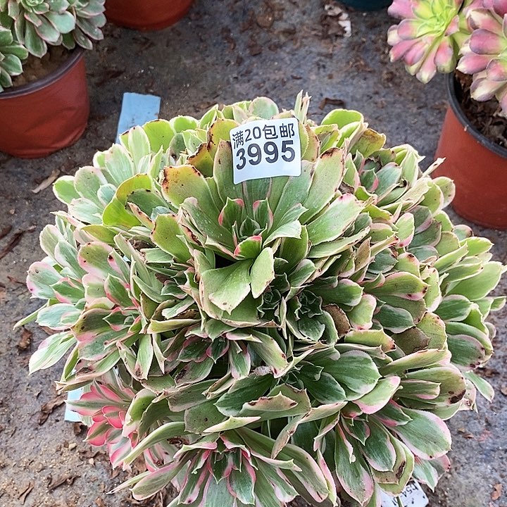 3995 一颗浣纱法师